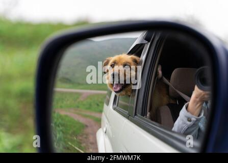 Chien dans le rétroviseur latéral. Voyager en voiture avec un chien Banque D'Images