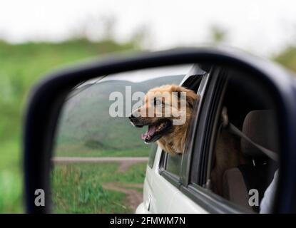 Chien dans le rétroviseur latéral. Voyager en voiture avec un chien Banque D'Images