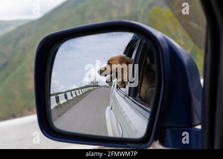 Chien dans le rétroviseur latéral. Voyager en voiture avec un chien Banque D'Images