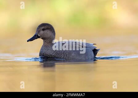 Gadwall - Marreca strepera Banque D'Images