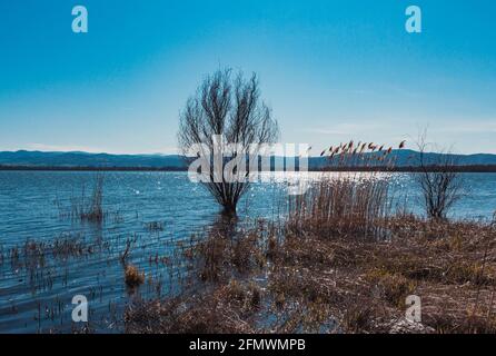 Arbre poussant dans le lac avec des montagnes en arrière-plan Banque D'Images