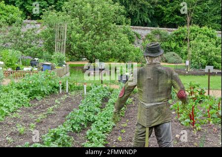 Un fracas masculin dans un potager anglais. Banque D'Images