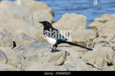 Magpie à bec noir ou Magpie américaine - Pica hudsonia Banque D'Images