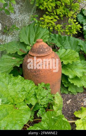 La rhubarbe en terre cuite à l'ancienne un potager, España Banque D'Images