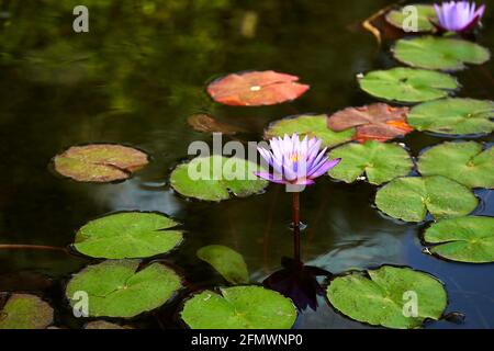 Fleur de nénuphars pourpre poussant à l'intérieur du lac entouré de feuilles vertes et d'eau. Banque D'Images