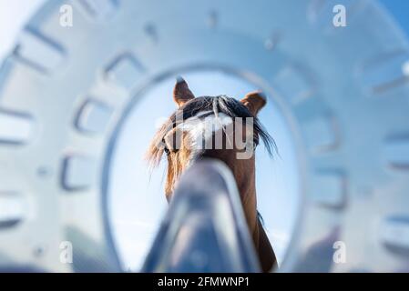 Tête de cheval vue à travers les fers à cheval modernes en plastique en composite le matériau fournit une meilleure absorption des chocs et un support thérapeutique pour le guérison Banque D'Images