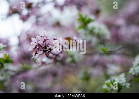 Fleur de printemps rose-violet dans un prunier. Gros plan d'une fleur de prune rose-violet avec des feuilles vertes. Arrière-plan flou. Banque D'Images