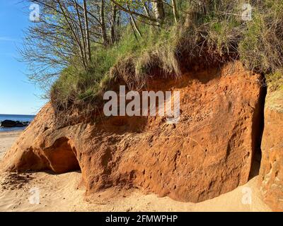 Falaise rocheuse de grès orange au bord de la mer sur laquelle pousse l'herbe verte et les arbres. Banque D'Images