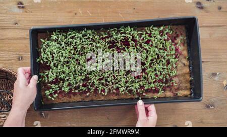 Pose à plat. Radis microverts dans le plateau de propagation, prêt pour la récolte. Banque D'Images