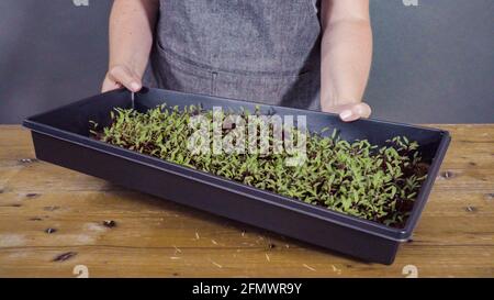 Radis microverts dans le plateau de propagation, prêt pour la récolte. Banque D'Images