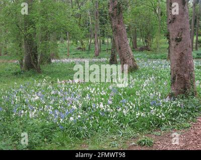 Tapis de cloches bleues, blanches et lilas parmi les arbres dans le jardin boisé d'Evenley Wood, dans le sud du Northamptonshire. Banque D'Images