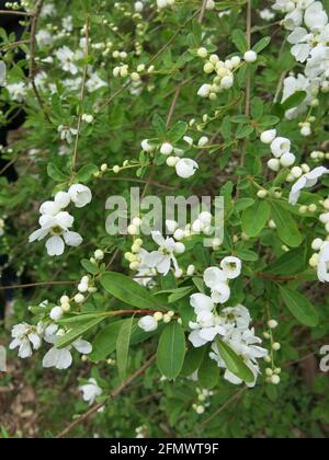 La fleur de printemps blanche de l'arbuste à feuilles caduques Exochorda, communément connu sous le nom de Pearl Bush, qui grandit dans un jardin boisé anglais, mai 2021. Banque D'Images