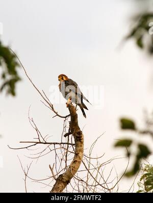 Le faucon à col rouge est un petit oiseau de proie qui vole rapidement et qui se spécialise dans la chasse de petits oiseaux tels que les castors et les évêques. Banque D'Images