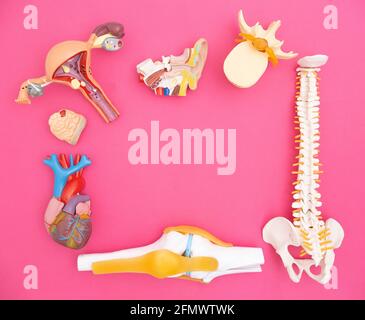 Maquettes d'organes internes humains sur fond rose. Concept des fonctions des organes internes humains et de l'anatomie. Copier l'espace pour le texte, transplanta Banque D'Images