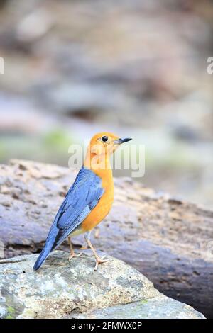 Grive à tête orange (Geokichla citrina innotata) en Malaisie Banque D'Images