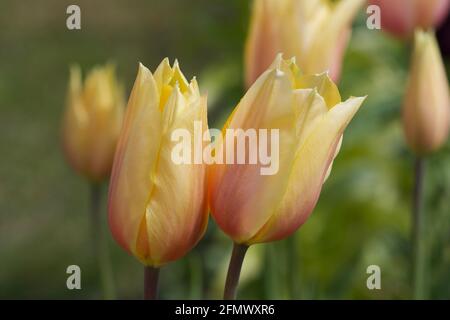 Magnifiques tulipes Banque D'Images