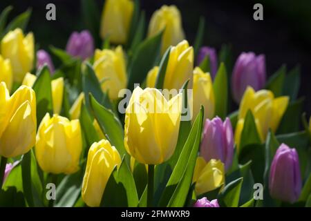 Magnifique affichage tulipe Banque D'Images