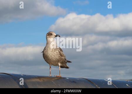 Un mouette perché en hauteur sur le regard. Banque D'Images