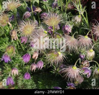 Des graines soyeuses et des têtes de fruits de la fleur de pasque sont vues dans le jardin. Banque D'Images