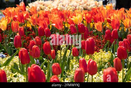 Les tulipes rouges fleurissent dans le jardin Banque D'Images