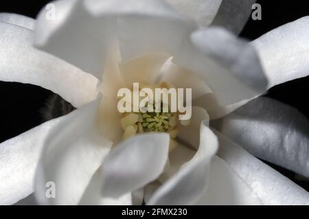 Étoile blanche magnolia Banque D'Images