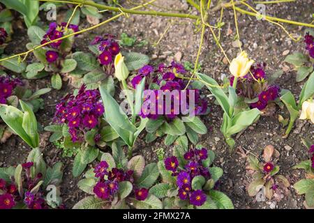 Primula stella Neon violet, un polyanthus produisant des fleurs de velours violet de février à mai Banque D'Images