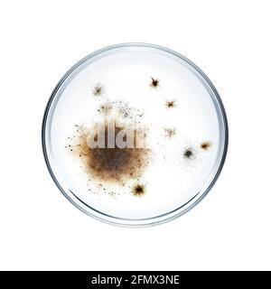 Boîte de Pétri avec les bactéries isolées sur fond blanc Banque D'Images