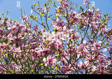 Arbre Magnolia floraison Magnolia Big Dude Blooming Banque D'Images
