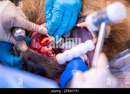 Stuer, Allemagne. 12 mai 2021. Le vétérinaire Marc Gölkel tire une dent cassée de l'ours brun Dushi dans la forêt d'ours de Müritz. Deux ours sont soumis à un examen médical complexe. Un total de 15 ours bruns vivent actuellement dans le parc, qui est géré par l'organisation de protection des animaux 'Vier Pfoten' depuis 15 ans et qui ont été sauvés d'une conservation inappropriée. Credit: Jens Büttner/dpa-Zentralbild/dpa/Alay Live News Banque D'Images