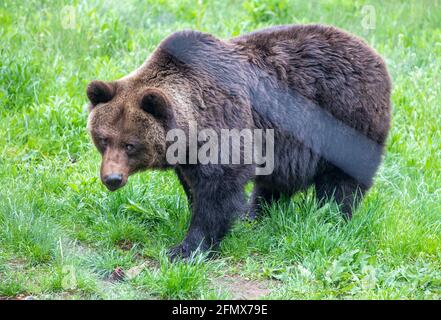 Stuer, Allemagne. 12 mai 2021. L'ours brun Mascha observe un visiteur dans son enceinte de la forêt d'ours de Müritz. Pendant ce temps, deux autres ours subissent un examen médical complexe. Un total de 15 ours bruns vivent actuellement dans le parc, qui est exploité par l'organisation de protection des animaux 'Vier Pfoten' depuis 15 ans, et qui ont été sauvés d'une conservation inappropriée. Credit: Jens Büttner/dpa-Zentralbild/dpa/Alay Live News Banque D'Images