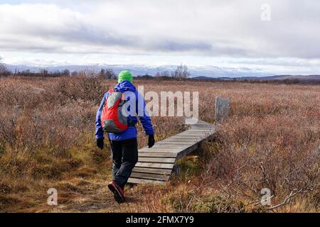 À la fin de l'automne, un homme marche sur la passerelle en bois qui traverse la réserve naturelle de Fokstudyra. Dovre Nationalpark, Innlandet, Norvège Banque D'Images