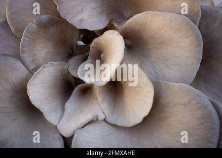 Gros plan des champignons Pleurotus ostratus organiques, également connus sous le nom de champignons huître ou champignon huître. Grappe de champignons de texture ou d'arrière-plan Banque D'Images