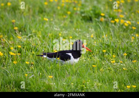 Un seul oiseau Oystercatcher Haematopus ostralegus qui a l'air visible dans un Prairie buttercup en Islande Banque D'Images