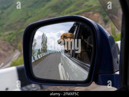 Chien dans le rétroviseur latéral. Voyager en voiture avec un chien Banque D'Images