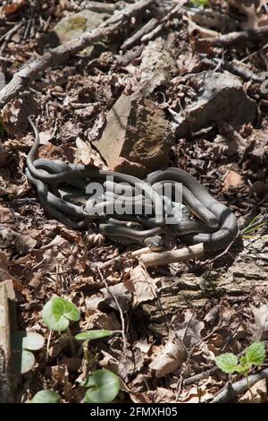 Un groupe de serpents à gazon - Zaskroniec zwyczajny Banque D'Images