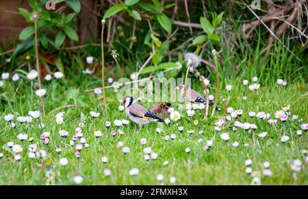 Truro,Cornouailles,UK,12 mai 2021,European Goldfinch collecte du matériel de nidification dans un jardin couvert à Daisies à Truro, Cornwall.Credit: Keith Larby/Alamy Live News Banque D'Images