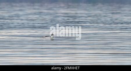 Un Merge mâle (Mergus merganser) nageant dans des ondulations sur le lac Michigan. Banque D'Images