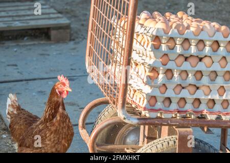 Poulet unique en plus de la gamme d'œufs frais bruns à la ferme. Poule domestique regardant l'agriculture rurale brouette. L'élevage écologique et l'auto su Banque D'Images