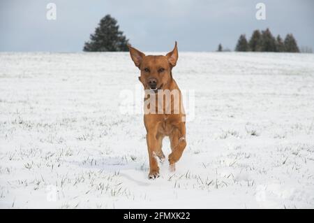 Joyeux renard roux brun Labrador retriever chien courant dans le neige Banque D'Images