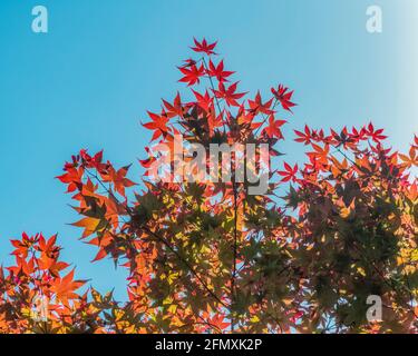 Feuilles d'érable japonais (Acer palmatum) devant un ciel clair. Banque D'Images