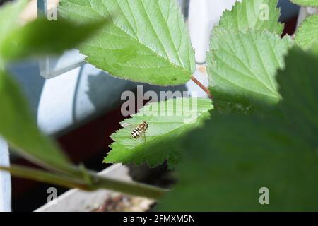 wasp sur la feuille de blackberry Banque D'Images