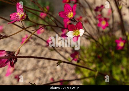 Saxifraga arendsii. saxifraga en fleurs avec mutation génétique dans le jardin de roche. Rockery avec de petites fleurs roses. Banque D'Images