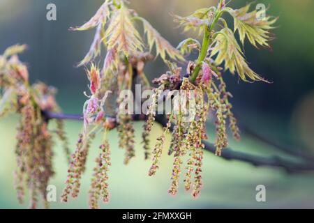 Quercus rubra, chêne rouge du nord, fleurs de printemps et feuilles de gros plan foyer sélectif Banque D'Images