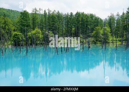 Shirogane Blue Pond, Hokkaido Banque D'Images