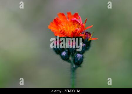 Fox et cubs ou orange hawkweed Pilosella auranantiaca près des fleurs Banque D'Images