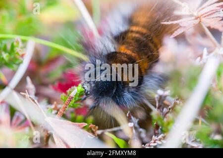 La chenille ou les larves de Fox Moth Macrothylacia rubi se nourrissent de bruyère Des prises de vue dans les hauts plateaux de l'Écosse Banque D'Images