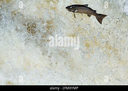 Saumon de l'Atlantique Salmo salar essayer d'obtenir à la reproduction des cours d'eau en bondissant les chutes de shin, Lairg Banque D'Images