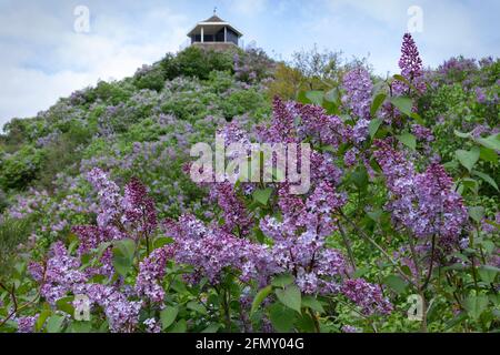 Wassenaar, pays-Bas - 11 mai 2021 , Violet Lilac montagne sur le domaine royal le Horsten aux pays-Bas au printemps Banque D'Images