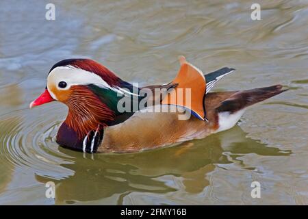 Un canard mandarin masculin, Aix galericulata, vue rapprochée Banque D'Images