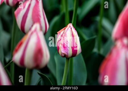 WA20195-00...... WASHINGTON - Tulips dans un jardin de démonstration de Roozengaarde, vallée de Skagit. Banque D'Images